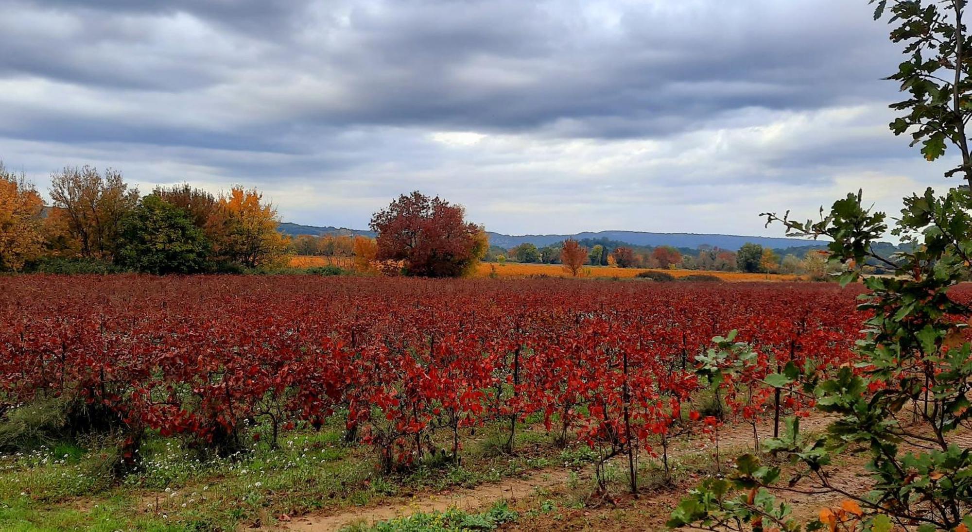 O De Provence